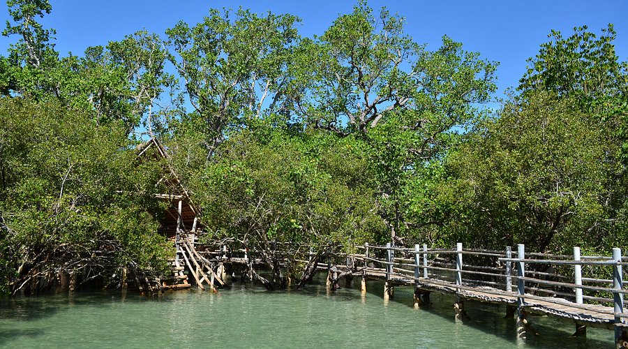 Canturay mangrove sanctuary